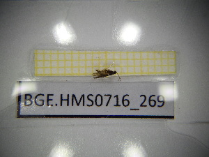  ( - BGE.HMS0716_269)  @11 [ ] CreativeCommons Attribution (2024) Dept Invertebrate Zoology and Hydrobiology, University of Lodz University of Lodz