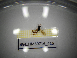  ( - BGE.HMS0716_415)  @11 [ ] CreativeCommons Attribution (2024) Dept Invertebrate Zoology and Hydrobiology, University of Lodz University of Lodz