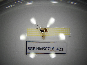  ( - BGE.HMS0716_421)  @11 [ ] CreativeCommons Attribution (2024) Dept Invertebrate Zoology and Hydrobiology, University of Lodz University of Lodz