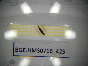  ( - BGE.HMS0716_425)  @11 [ ] CreativeCommons Attribution (2024) Dept Invertebrate Zoology and Hydrobiology, University of Lodz University of Lodz