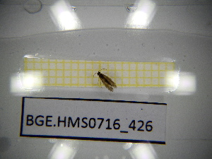  ( - BGE.HMS0716_426)  @11 [ ] CreativeCommons Attribution (2024) Dept Invertebrate Zoology and Hydrobiology, University of Lodz University of Lodz