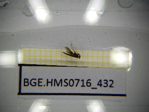  ( - BGE.HMS0716_432)  @11 [ ] CreativeCommons Attribution (2024) Dept Invertebrate Zoology and Hydrobiology, University of Lodz University of Lodz