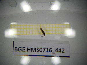  ( - BGE.HMS0716_442)  @11 [ ] CreativeCommons Attribution (2024) Dept Invertebrate Zoology and Hydrobiology, University of Lodz University of Lodz