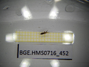  ( - BGE.HMS0716_452)  @11 [ ] CreativeCommons Attribution (2024) Dept Invertebrate Zoology and Hydrobiology, University of Lodz University of Lodz