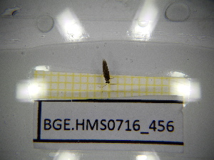  ( - BGE.HMS0716_456)  @11 [ ] CreativeCommons Attribution (2024) Dept Invertebrate Zoology and Hydrobiology, University of Lodz University of Lodz