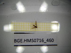  ( - BGE.HMS0716_460)  @11 [ ] CreativeCommons Attribution (2024) Dept Invertebrate Zoology and Hydrobiology, University of Lodz University of Lodz