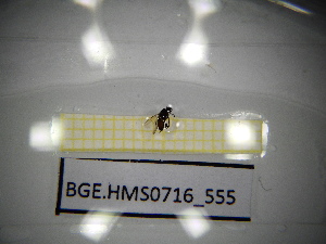  ( - BGE.HMS0716_555)  @11 [ ] CreativeCommons Attribution (2024) Dept Invertebrate Zoology and Hydrobiology, University of Lodz University of Lodz