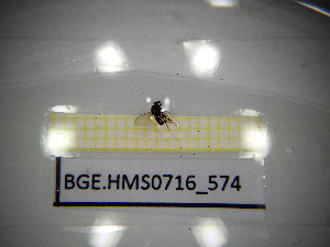  ( - BGE.HMS0716_574)  @11 [ ] CreativeCommons Attribution (2024) Dept Invertebrate Zoology and Hydrobiology, University of Lodz University of Lodz