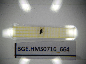  ( - BGE.HMS0716_664)  @11 [ ] CreativeCommons Attribution (2024) Dept Invertebrate Zoology and Hydrobiology, University of Lodz University of Lodz