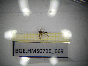  ( - BGE.HMS0716_669)  @11 [ ] CreativeCommons Attribution (2024) Dept Invertebrate Zoology and Hydrobiology, University of Lodz University of Lodz