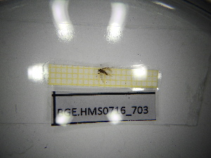  ( - BGE.HMS0716_703)  @11 [ ] CreativeCommons Attribution (2024) Dept Invertebrate Zoology and Hydrobiology, University of Lodz University of Lodz