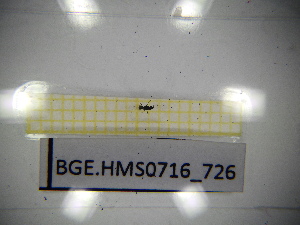  ( - BGE.HMS0716_726)  @11 [ ] CreativeCommons Attribution (2024) Dept Invertebrate Zoology and Hydrobiology, University of Lodz University of Lodz