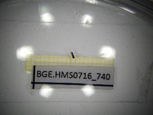  ( - BGE.HMS0716_740)  @11 [ ] CreativeCommons Attribution (2024) Dept Invertebrate Zoology and Hydrobiology, University of Lodz University of Lodz