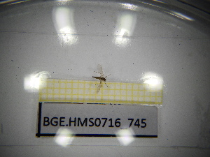  ( - BGE.HMS0716_745)  @11 [ ] CreativeCommons Attribution (2024) Dept Invertebrate Zoology and Hydrobiology, University of Lodz University of Lodz