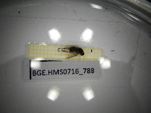  ( - BGE.HMS0716_788)  @11 [ ] CreativeCommons Attribution (2024) Dept Invertebrate Zoology and Hydrobiology, University of Lodz University of Lodz