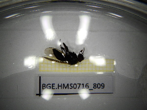  ( - BGE.HMS0716_809)  @11 [ ] CreativeCommons Attribution (2024) Dept Invertebrate Zoology and Hydrobiology, University of Lodz University of Lodz