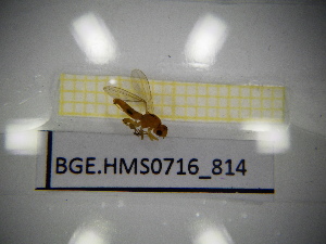 ( - BGE.HMS0716_814)  @11 [ ] CreativeCommons Attribution (2024) Dept Invertebrate Zoology and Hydrobiology, University of Lodz University of Lodz