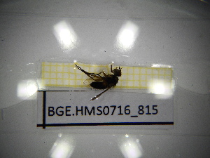  ( - BGE.HMS0716_815)  @11 [ ] CreativeCommons Attribution (2024) Dept Invertebrate Zoology and Hydrobiology, University of Lodz University of Lodz