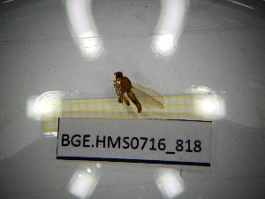  ( - BGE.HMS0716_818)  @11 [ ] CreativeCommons Attribution (2024) Dept Invertebrate Zoology and Hydrobiology, University of Lodz University of Lodz