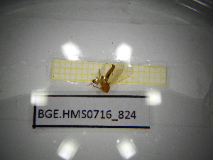  ( - BGE.HMS0716_824)  @11 [ ] CreativeCommons Attribution (2024) Dept Invertebrate Zoology and Hydrobiology, University of Lodz University of Lodz