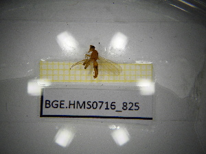  ( - BGE.HMS0716_825)  @11 [ ] CreativeCommons Attribution (2024) Dept Invertebrate Zoology and Hydrobiology, University of Lodz University of Lodz