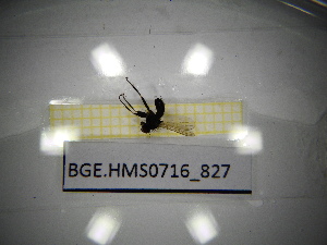  ( - BGE.HMS0716_827)  @11 [ ] CreativeCommons Attribution (2024) Dept Invertebrate Zoology and Hydrobiology, University of Lodz University of Lodz