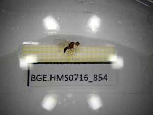  ( - BGE.HMS0716_854)  @11 [ ] CreativeCommons Attribution (2024) Dept Invertebrate Zoology and Hydrobiology, University of Lodz University of Lodz