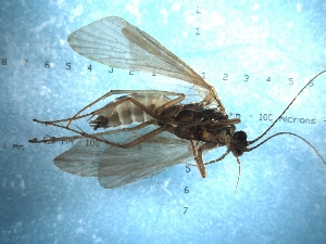  (Hydropsyche angustipennis - HM09Hang8)  @13 [ ] CreativeCommons - Attribution (2010) CBG Photography Group Centre for Biodiversity Genomics