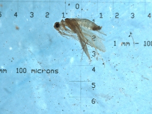  (Psychomyia intorachit - HM09Pint8)  @12 [ ] CreativeCommons - Attribution (2010) CBG Photography Group Centre for Biodiversity Genomics