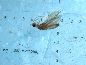  (Psychomyia lak - HM09Plak8)  @12 [ ] CreativeCommons - Attribution (2010) CBG Photography Group Centre for Biodiversity Genomics
