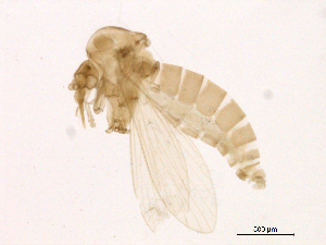  (Micropygomyia chiapanensis - WSAMAP-13015)  @11 [ ] creative commons  non-commercial only (2013) UNAH UNAH