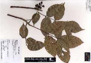  (Bursera simaruba - EAP 124504)  @11 [ ] creative commons  non-commercial only (2017) EAP 124504 EAP