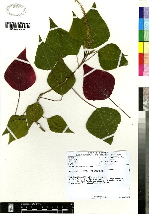  (Homalanthus populifolius - C-L_R-0084)  @11 [ ] CreativeCommons - Attribution Non-Commercial Share-Alike (2012) Mamadi Theresa Sethusa University of Johannesburg