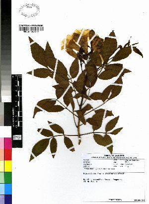  ( - DMP101)  @11 [ ] CreativeCommons - Attribution Non-Commercial Share-Alike (2012) Mamadi Theresa Sethusa University of Johannesburg