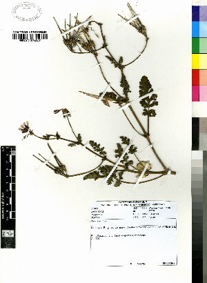  (Pelargonium citrosum - DMP271)  @11 [ ] CreativeCommons - Attribution Non-Commercial Share-Alike (2012) Mamadi Theresa Sethusa University of Johannesburg