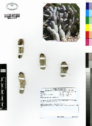  (Tephrocactus articulatus - JSB-0456)  @11 [ ] CreativeCommons - Attribution Non-Commercial Share-Alike (2012) Mamadi Theresa Sethusa University of Johannesburg