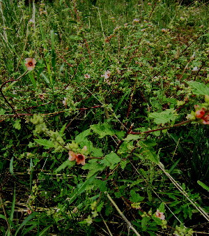  (Anisodontea capensis - KMS-0120)  @11 [ ] CreativeCommons - Attribution Non-Commercial Share-Alike (2012) Mamadi Theresa Sethusa University of Johannesburg