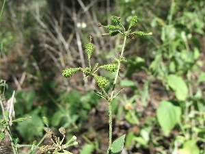  (Boerhavia decipiens - MS054)  @11 [ ] No Rights Reserved  Unspecified Unspecified