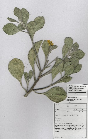  (Chrysanthemoides monilifera - NMMU_0034)  @12 [ ] CreativeCommons - Attribution Non-Commercial Share-Alike (2012) Mamadi Theresa Sethusa University of Johannesburg
