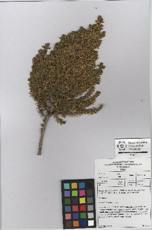  (Lotononis alpina subsp multiflora - NMMU_0108)  @11 [ ] CreativeCommons - Attribution Non-Commercial Share-Alike (2012) Mamadi Theresa Sethusa University of Johannesburg