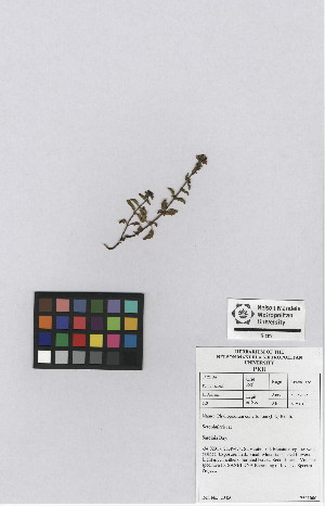  (Phyllopodium cuneifolium - NMMU_0213)  @11 [ ] CreativeCommons - Attribution Non-Commercial Share-Alike (2012) Mamadi Theresa Sethusa University of Johannesburg