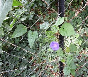  (Ipomoea purpurea - PPRI-0230)  @11 [ ] CreativeCommons - Attribution Non-Commercial Share-Alike (2012) Mamadi Theresa Sethusa University of Johannesburg