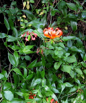  (Gloriosa speciosa - PPRI-0252)  @11 [ ] CreativeCommons - Attribution Non-Commercial Share-Alike (2012) Mamadi Theresa Sethusa University of Johannesburg