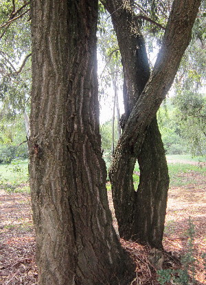  (Eucalyptus paniculata - PPRI-0288)  @11 [ ] CreativeCommons - Attribution Non-Commercial Share-Alike (2012) Mamadi Theresa Sethusa University of Johannesburg