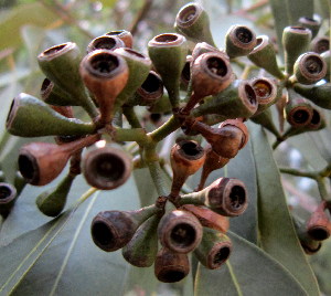  (Eucalyptus paniculata - PPRI-0288)  @11 [ ] CreativeCommons - Attribution Non-Commercial Share-Alike (2012) Mamadi Theresa Sethusa University of Johannesburg