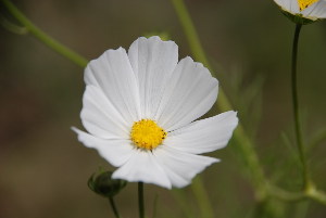  ( - RMK0018)  @11 [ ] No Rights Reserved  Unspecified Unspecified