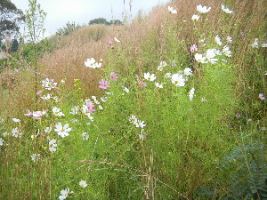  ( - MvdB0036)  @11 [ ] No Rights Reserved  Unspecified Unspecified