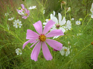  ( - MvdB0036)  @11 [ ] No Rights Reserved  Unspecified Unspecified