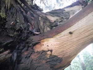  (Eucalyptus globulus - MvdB0059)  @11 [ ] No Rights Reserved  Unspecified Unspecified