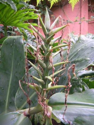  (Hedychium gardnerianum - MvdB0060)  @11 [ ] No Rights Reserved  Unspecified Unspecified